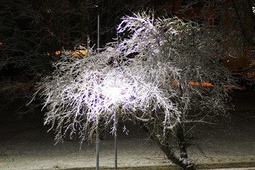 Tree illuminated at night in winter.