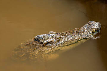 A alligator at the Vinpearl Safari park