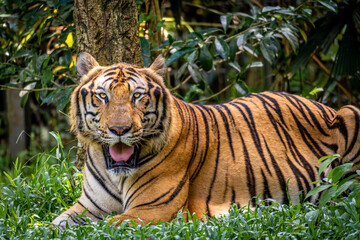 A Bengal tiger at the Vinpearl Safari park. 
