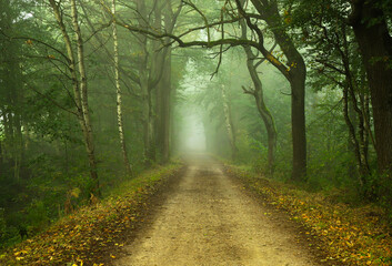 Jesienny mglisty krajobraz, aleja drzew © Iwona