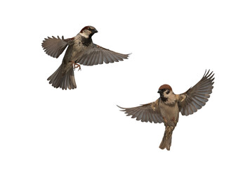 set of two sparrow birds in various poses fly against a white isolated background spreading their feathers and wings
