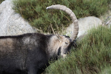 The Iberian Ibex, Spanish Ibex, Spanish wild goat or Iberian wild goat is a species of Ibex with four subspecies.