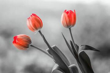 Naklejka premium Tulipany, wiosenne kwiaty