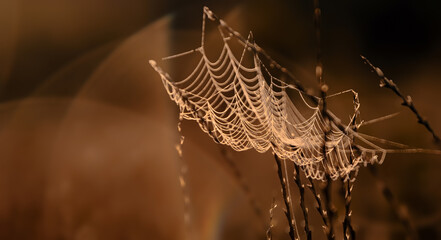 
Spinnennetz in Tautropfen