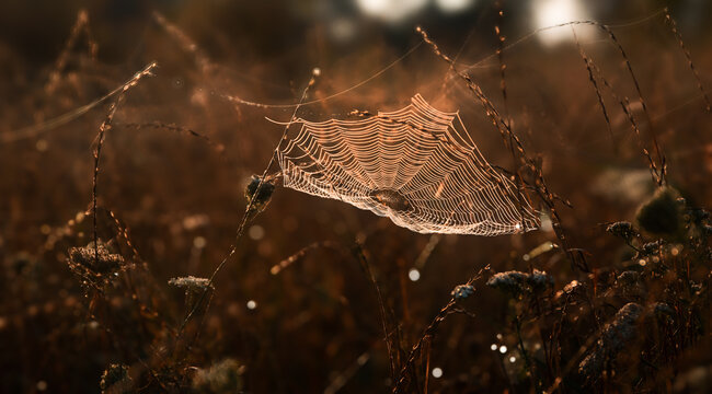 
Spinnennetz in Tautropfen