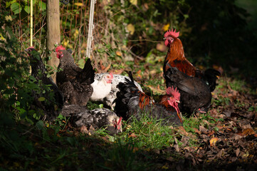 Hühnergruppe im Garten