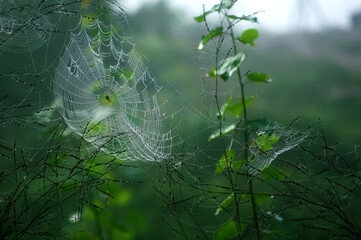 
Spinnennetz in Tautropfen