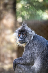 A Mangabey monkey at the Vinpearl Safari park