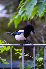 black and white bird magpie in the garden 