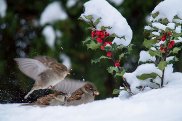 sparrows in the garden with a small ilex plant at a snowy winter day