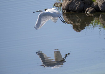 Garzetta in volo