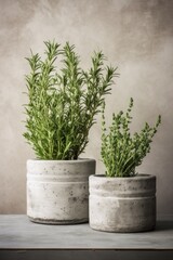 two cement pots with rosemary growing inside