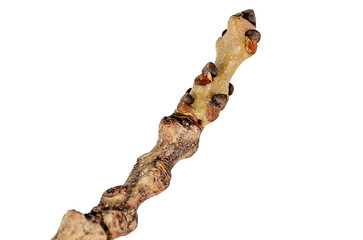 Tree twig on white background