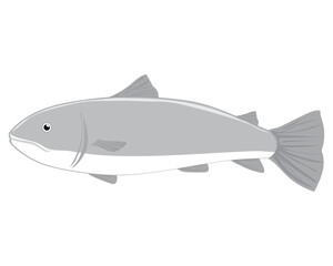 Obraz premium vector design, cartoon illustration of a gray sea fish with several fins and a white lower abdomen