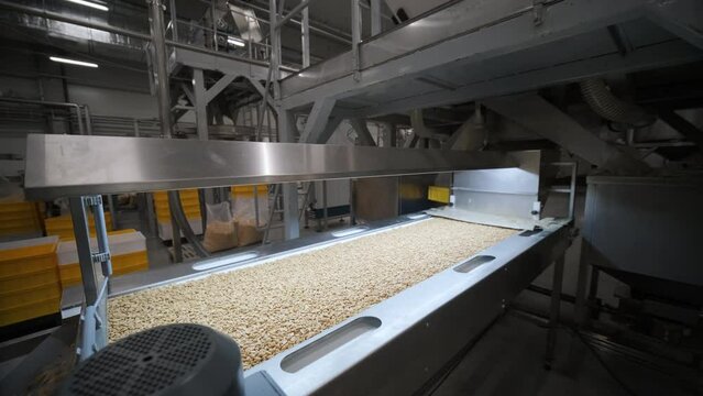 Raw nuts on a conveyor belt. Drying, roasting and packaging, the production process of light snacks. Factory production.