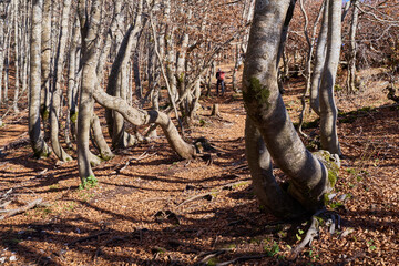 Obraz premium Woodland scene at Monte Autore, Monti Simbruini Natural Regional Park, Italy