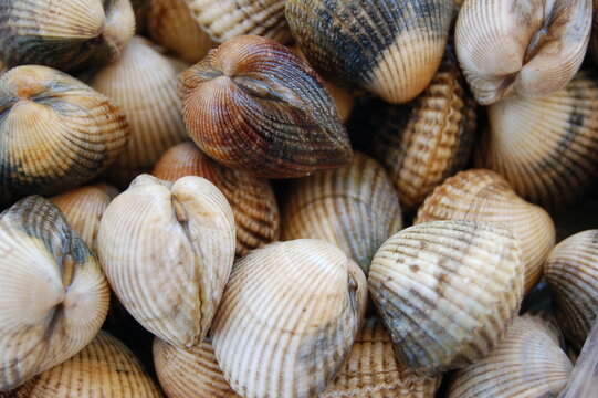 berberechos