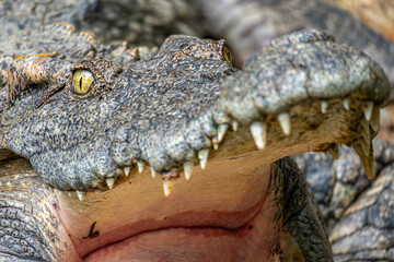 An angry looking crocodile at the Saigon zoo