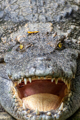 An angry looking crocodile at the Saigon zoo