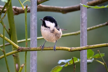 Obraz premium coal tit in the garden 