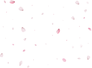 Realistic Cherry Petals