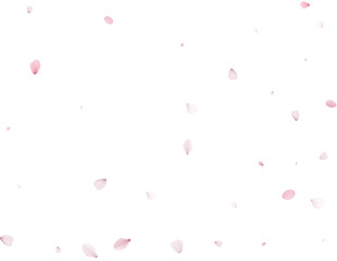 Realistic Cherry Petals