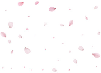 Realistic Cherry Petals