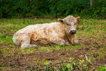 Cattle in nature reserve grazing on pasture.