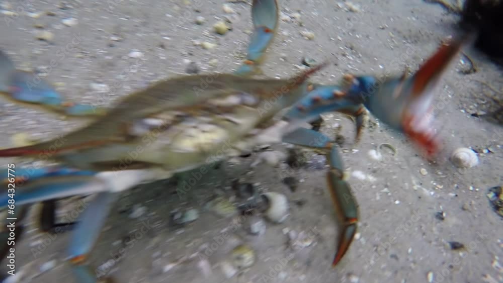 Wall mural Blue Crab