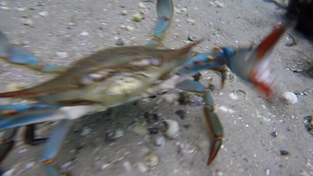 Blue Crab
