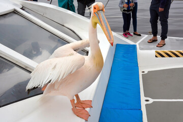A large pelican on a tourist boat close-up near people tourists