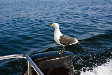 A seagull sat on the engine of a motor boat. On the background of sea waves