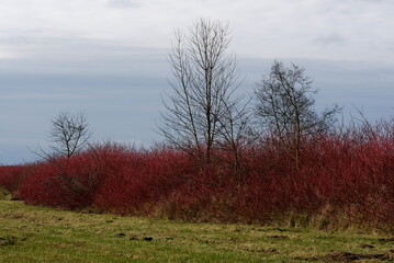 Roter Hartriegel bei Trebbin, Land Brandenburg