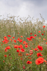 Red wildflowers on the field -  Wild poppy Papaver rhoeas growing between grain crops.