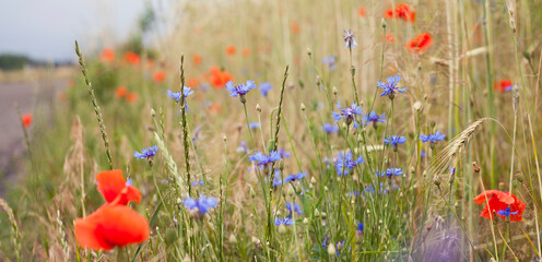 Obraz premium Colourful wildflowers on the field - red poppy and blue cornflower growing between grain crops.