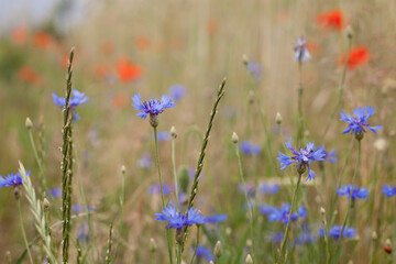 Colourful wildflowers on the field -  red poppy and blue cornflower growing between grain crops.
