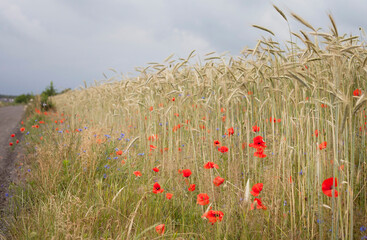 Red wildflowers on the field -  Wild poppy Papaver rhoeas growing between grain crops.