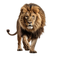 Lion in Mid. Stride. Isolated on a Transparent Background. Cutout PNG.