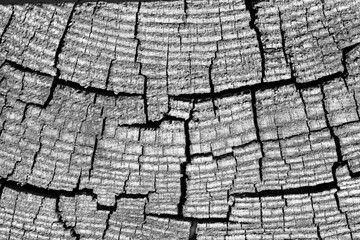 A cut of an old pine tree; under the bright summer sun, longitudinal and radial cracks are clearly...