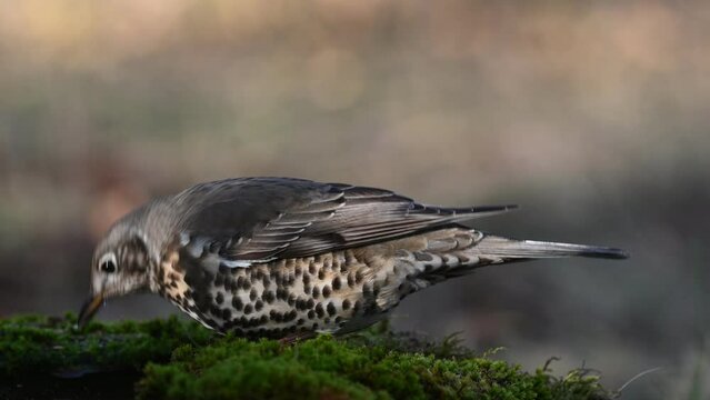 Mistle Thrush Turdus viscivorus in the wild. Mistle Thrush drinking. Sounds of nature. Close up.