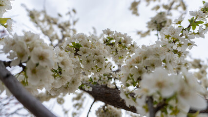 White Apricot Flowers in Bloom on Apricot Trees
flower white