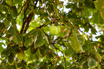 Abstract image of ripe chestnut in autumn park. Horse-chestnuts on conker tree branch - Aesculus hippocastanum fruits