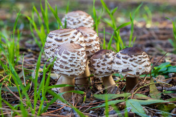 Set of mushrooms from the Macrolepiota family