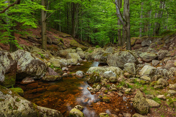 Stream in the beech forest