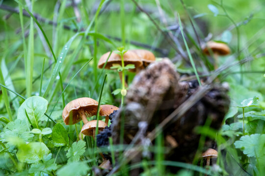 Set of small Marasmius oreades mushrooms on a tree trunk