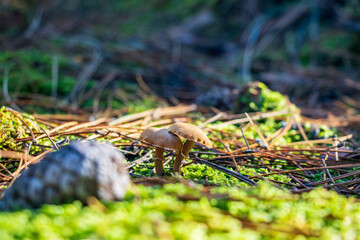 Two small Protostropharia semiglobata mushrooms on moss