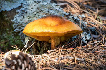 Set of mushrooms from the Macrolepiota family