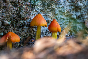 Small red Hygrocybe conica mushrooms