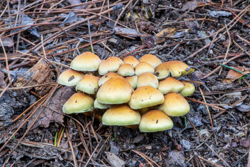 Set of yellow Hypholoma fasciculare in the pine forest