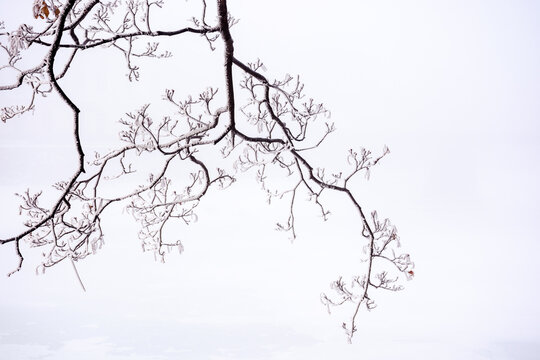 ice frozen leafless branch of a tree. misty nature background in winter